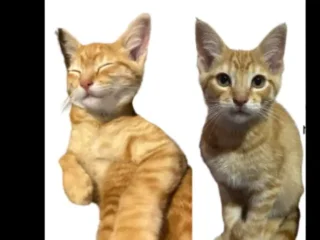 Gatito-Perdido-Cafe-Claro-Atigrado-Metepec-EDOMEX-01