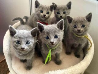 russianblue1